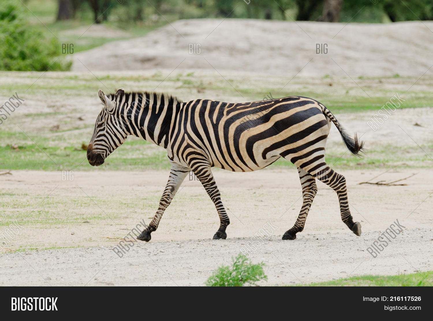 Closeup Burchell's Image & Photo (Free Trial) Bigstock