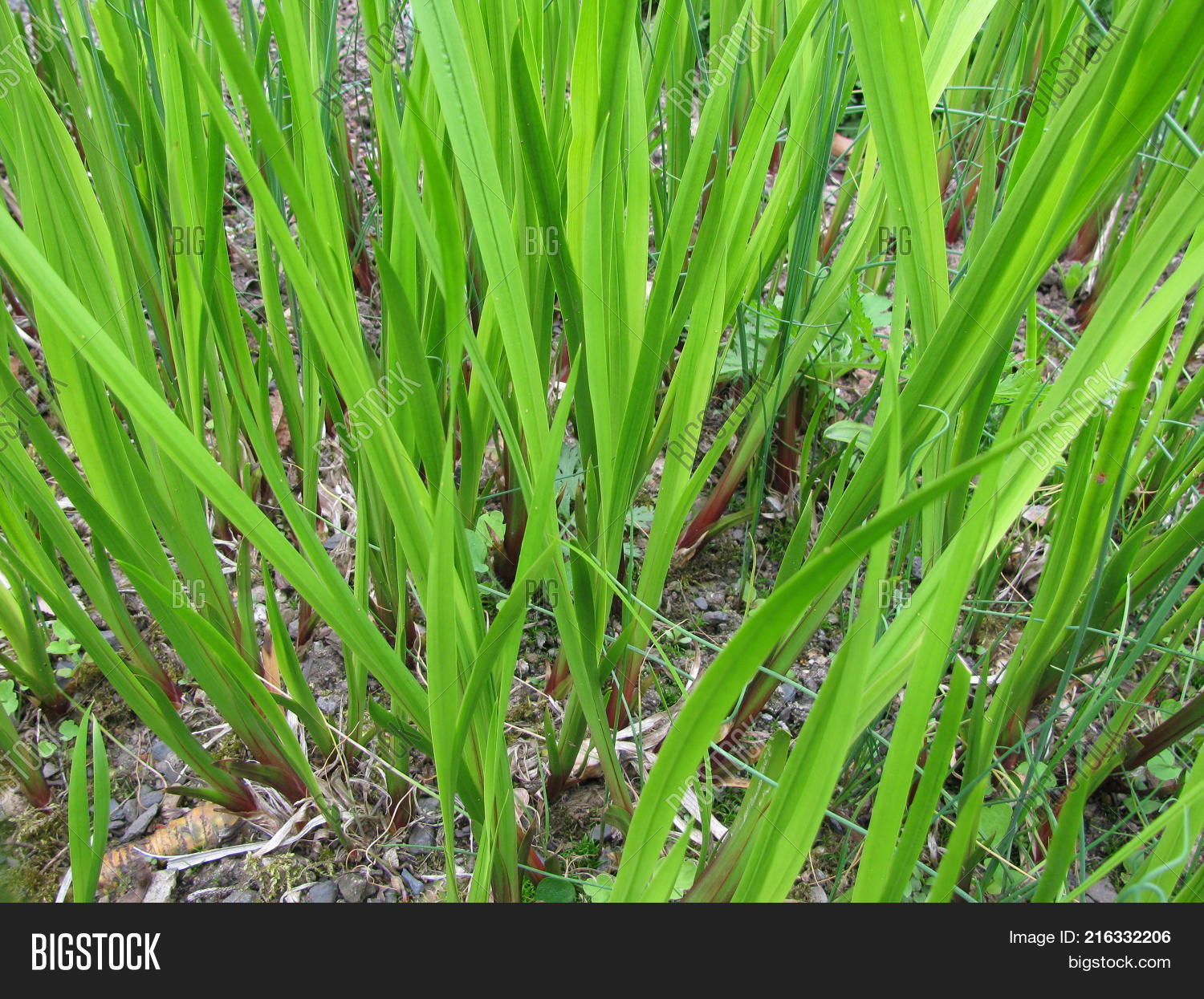 Acorus Calamus Plant Image & Photo (Free Trial) Bigstock