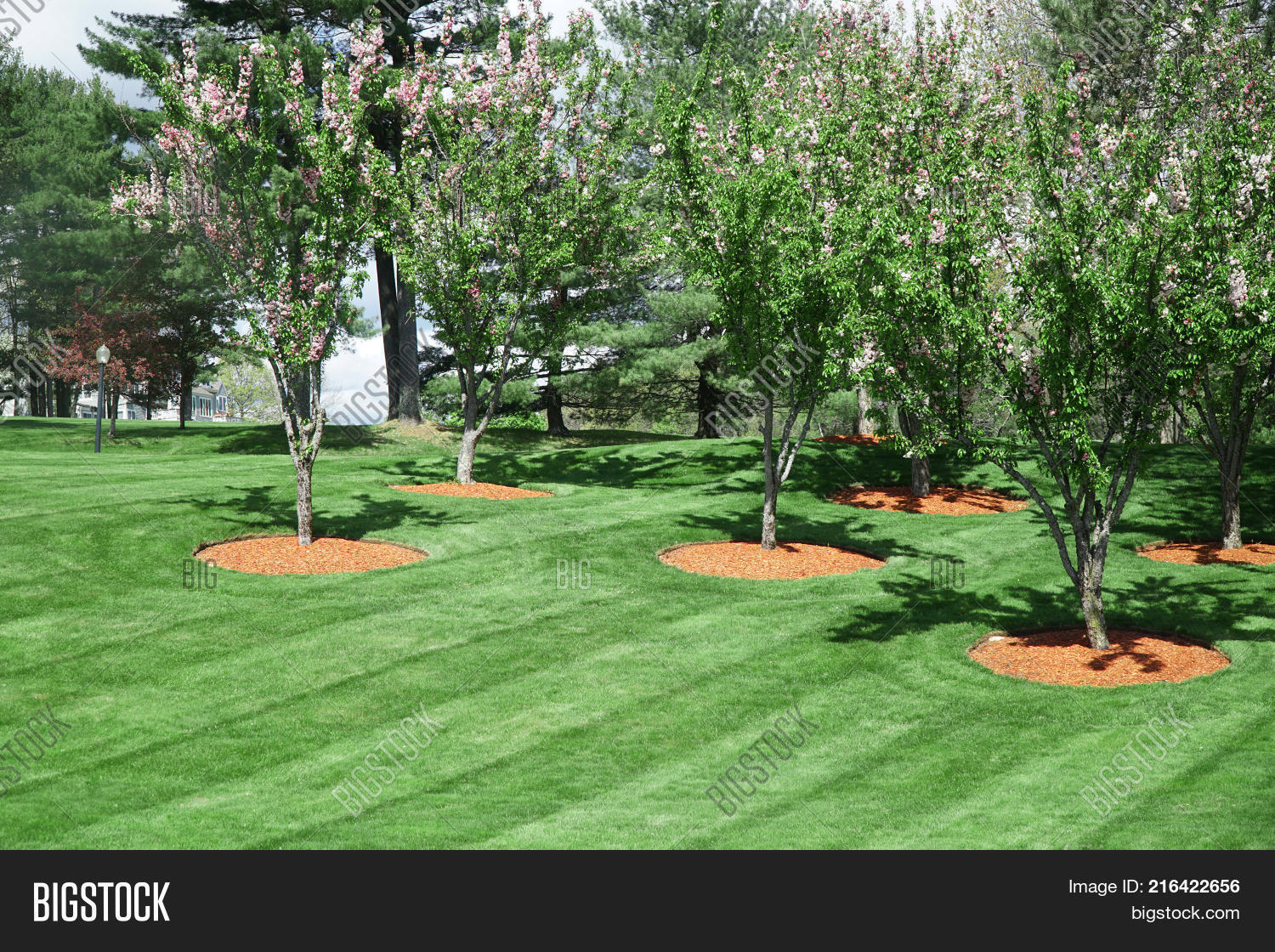 Trees On Green Lawn, Image & Photo (Free Trial) Bigstock