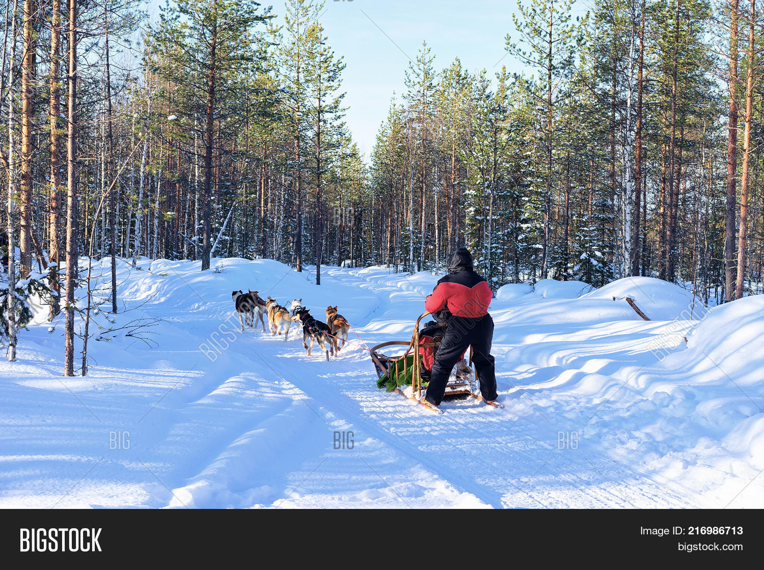 Man Riding Husky Dogs Image & Photo (Free Trial) | Bigstock
