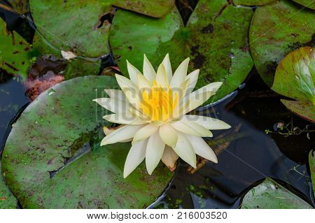 water lily lotus with white petals and yellow center. Floral nature background