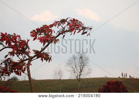 Leaf Of Tree Change Color Green To Red In Autumn Season On Top Of Mountain Doi Samer Dao And Pha Hua