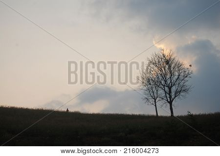 Dead Dry Tree Stand On Top Of Mountain Doi Samer Dao In Sri Nan National Park