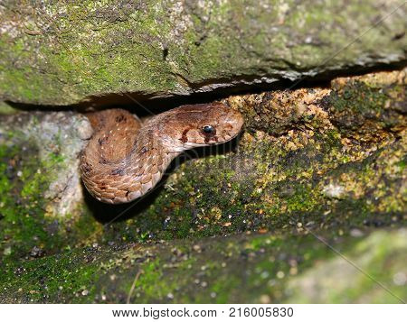 Brown Snake (Storeria dekayi) peeks out of its winter rock hideout in the spring