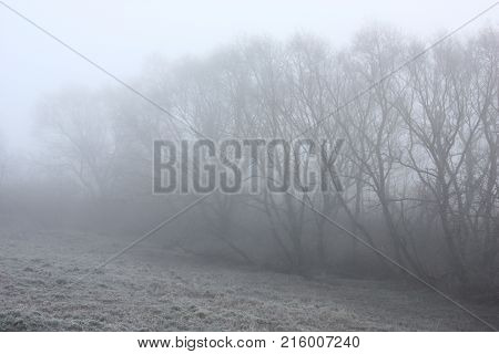 Outlines of high willows are washed away in a strong fog. The grass under trees is covered by hoarfrost.