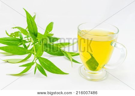 Thailand herbs,Andrographis paniculata plant on white background