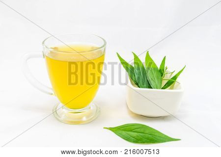 Thailand herbs,Andrographis paniculata plant on white background