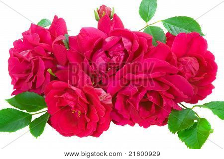 Rosen