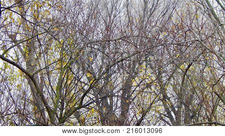 Green and brown tree branches background in autumn