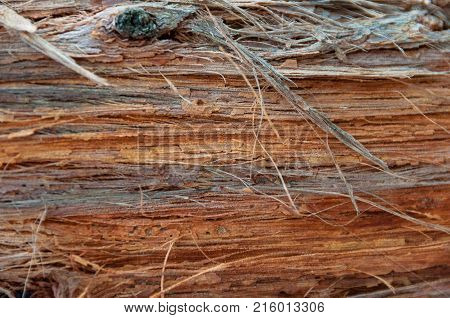 Eucalyptus tree bark texture. Nature colorful background