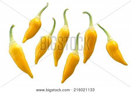 Aji Habanero Chiles C Baccatum, Paths