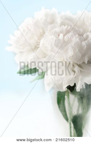 美しい牡丹の花