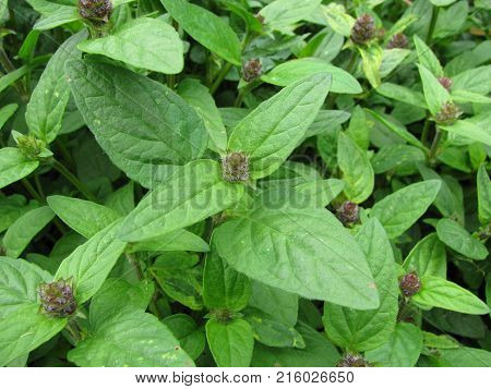 Green prunella vulgaris plant in a garden