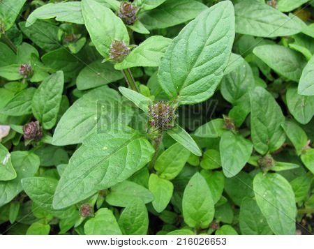Green prunella vulgaris plant in a garden