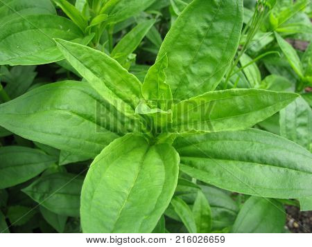 Saponaria officinalis plant in a little garden