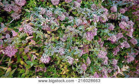 Frozen flowers in the morning frost. Nature background