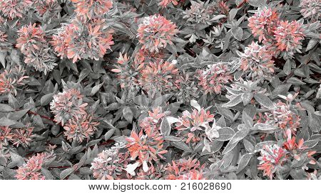 Full bloom flowers grow in pompous bush in autumn.