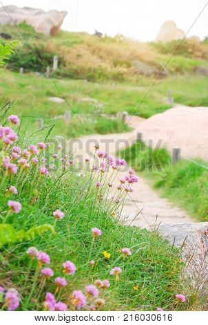 Beatiful Lavender Flowers In Garden Summer Nature