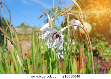 Beatiful Lavender Flowers In Garden Summer Nature