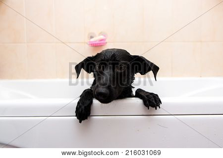 Cute Dog Standing In Bathtub Waiting To Be Washed