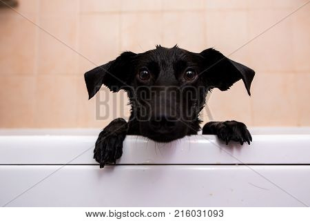 Cute Dog Standing In Bathtub Waiting To Be Washed