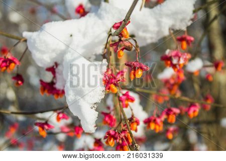 Red Berries On The Branch During Sunset, European Spindle, Euonymus Europaeus With Snow.