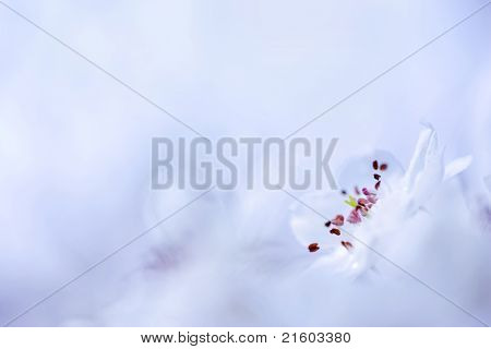 春に花が咲く