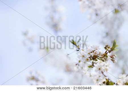 春に花が咲く