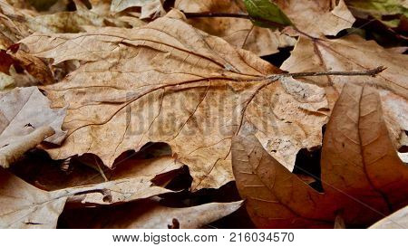 Fallen autumn leaves. Brown leaf on the street