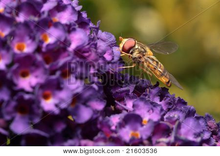 Pestřenky na Fialový květ Butterfly Bush