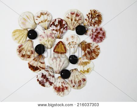 Sea Cockleshells Photo