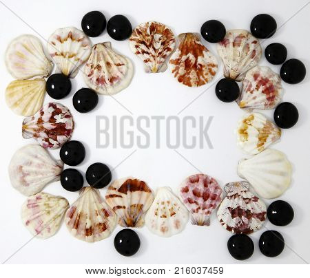 Sea Cockleshells Photo