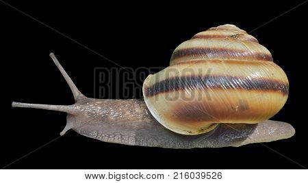 A close up of the snail. Isolated on black.