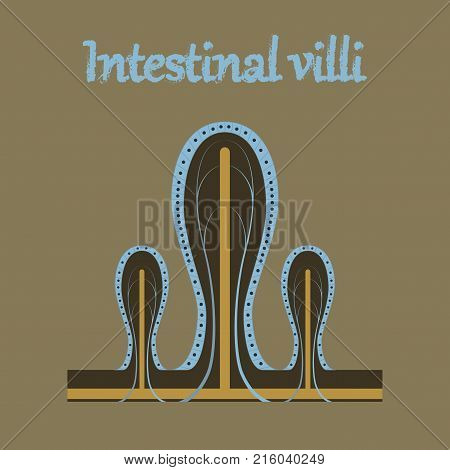 human organ icon in flat style intestinal villi