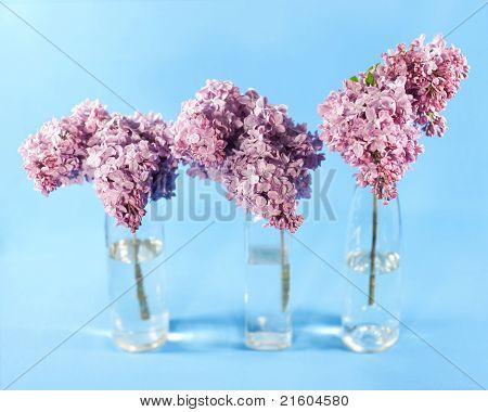 Bouquet Of Violet Lilac