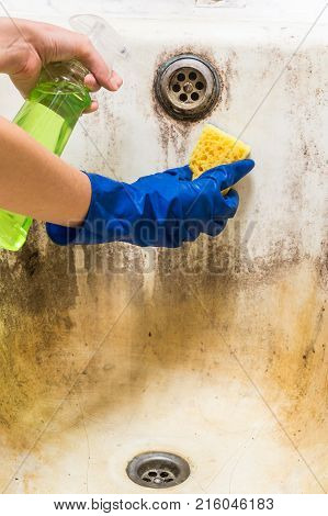 Hands in blue rubber worker hand gloves hold sponge and spray with detergent clean bath tub covered in fungus, dirt and mold. Cleaning dirty old bathtub with corrosion and mould with detersive