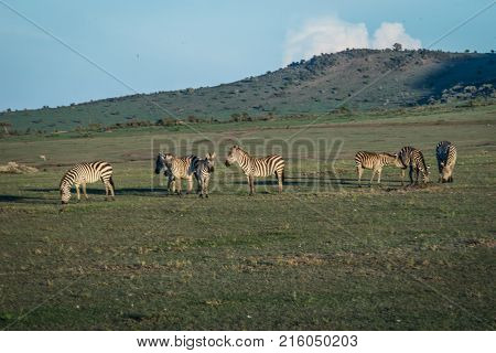 Zebras In Masai Mara In Kenya