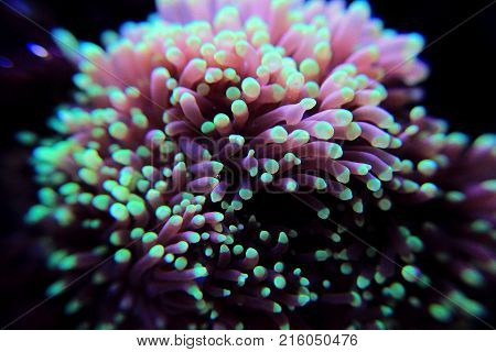 Euphyllia torch LPS coral in reef aquarium tank