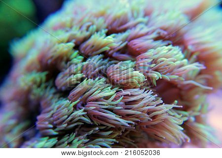 Goniopora lps coral in saltwater reef aquarium