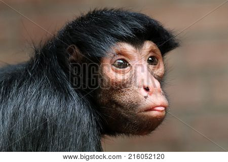 A Red-faced spider monkey female with her tongue out of her mouth