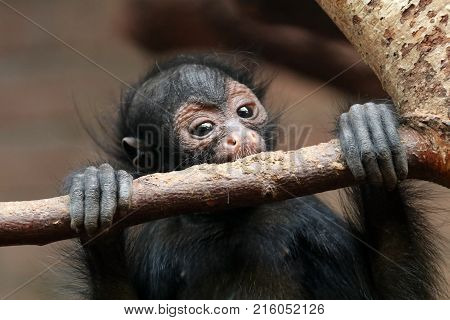 A Red-faced spider monkey baby with a branch