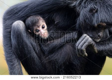 Adorable spider monkey baby close up portrait