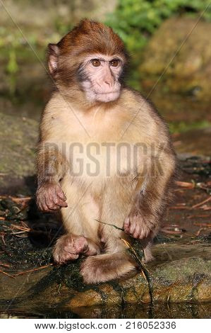 Portrait of a young Barbary macaque with a rocky background
