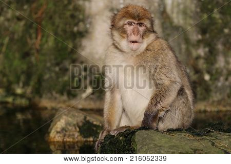 Portrait of a Barbary macaque with a rocky background