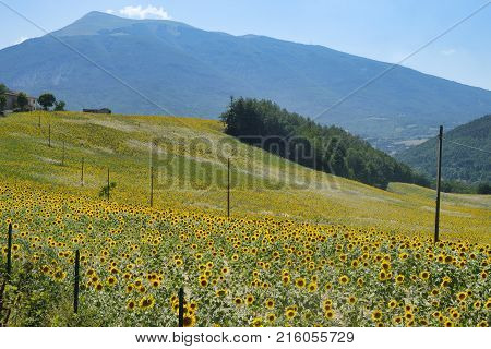 Landscape Near Ascoli Piceno At Summer
