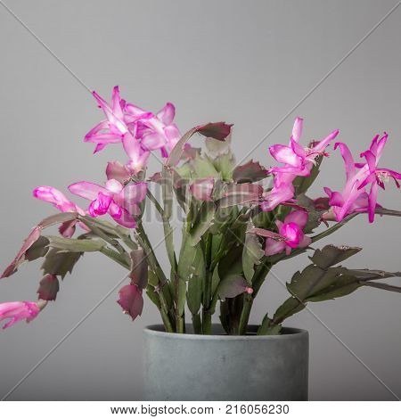 Blooming Pink Christmas Cactus schlumbergera in a pot on white background. Epiphyllanthus, Epiphyllum, Zygocactus, Zygocereus