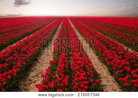 Red tulip field at sunset with beautiful colors