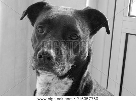 Black and white portrait of a cute dog
