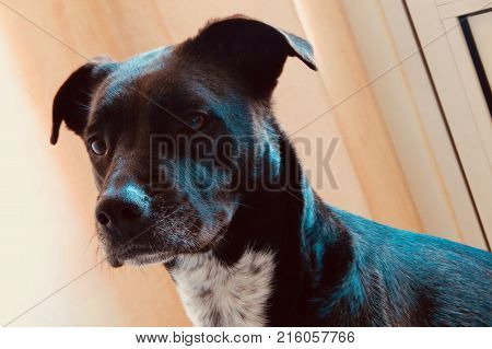 Cute black and white dog. Domestic animals