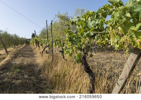 Vineyards On The Siena Hills In Tuscany